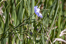 prairie flax