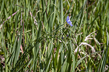 prairie flax