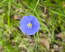 prairie flax