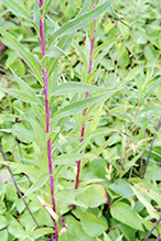 prairie ironweed (ssp. fasciculata)