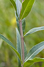 prairie ironweed