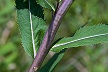 prairie ironweed (ssp. fasciculata)