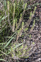 prairie peppergrass