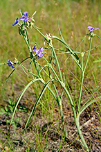 prairie spiderwort