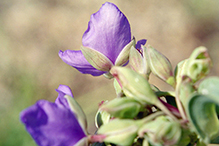 prairie spiderwort