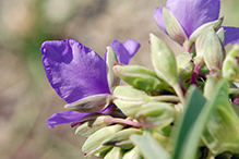 prairie spiderwort