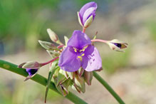 prairie spiderwort