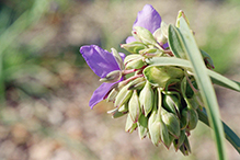 prairie spiderwort