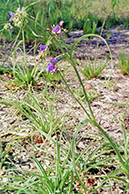 prairie spiderwort