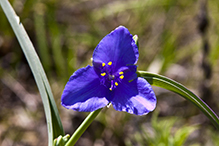 prairie spiderwort