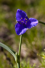 prairie spiderwort