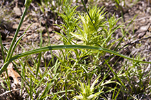 prairie spiderwort