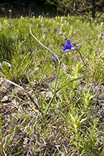 prairie spiderwort