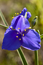 prairie spiderwort