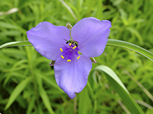 prairie spiderwort