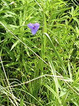 prairie spiderwort