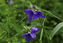 prairie spiderwort