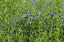 prairie spiderwort