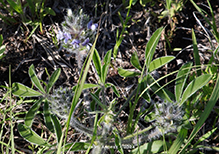 prairie turnip