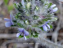 prairie turnip