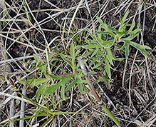 prairie violet