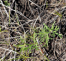 prairie violet