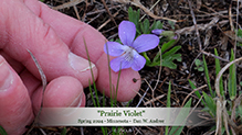 prairie violet