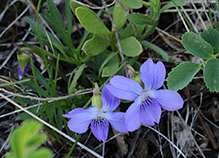 prairie violet