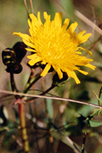prickly sow thistle