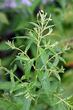 purple-leaf willow herb