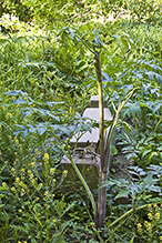 purple-stem angelica