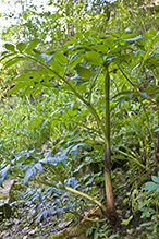 purple-stem angelica