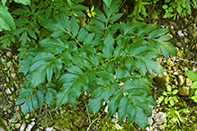 purple-stem angelica