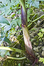 purple-stem angelica