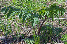 purple-stem angelica