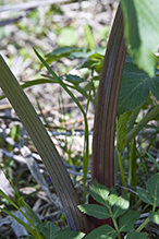 purple-stem angelica