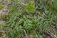 purple-stem angelica