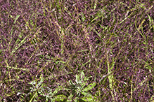 purple lovegrass