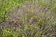 purple lovegrass