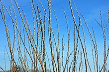 pussy willow