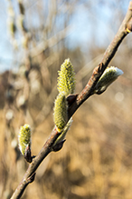 pussy willow