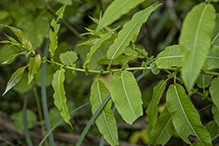 pussy willow