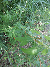 pussy willow