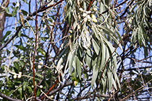 Russian olive