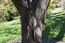 Russian olive
