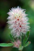 rabbit’s foot clover