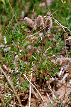 rabbit’s foot clover