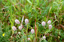 rabbit’s foot clover