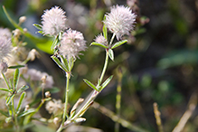 rabbit’s foot clover