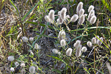 rabbit’s foot clover